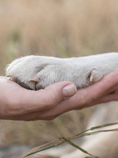 Human hand holding a dog's paw