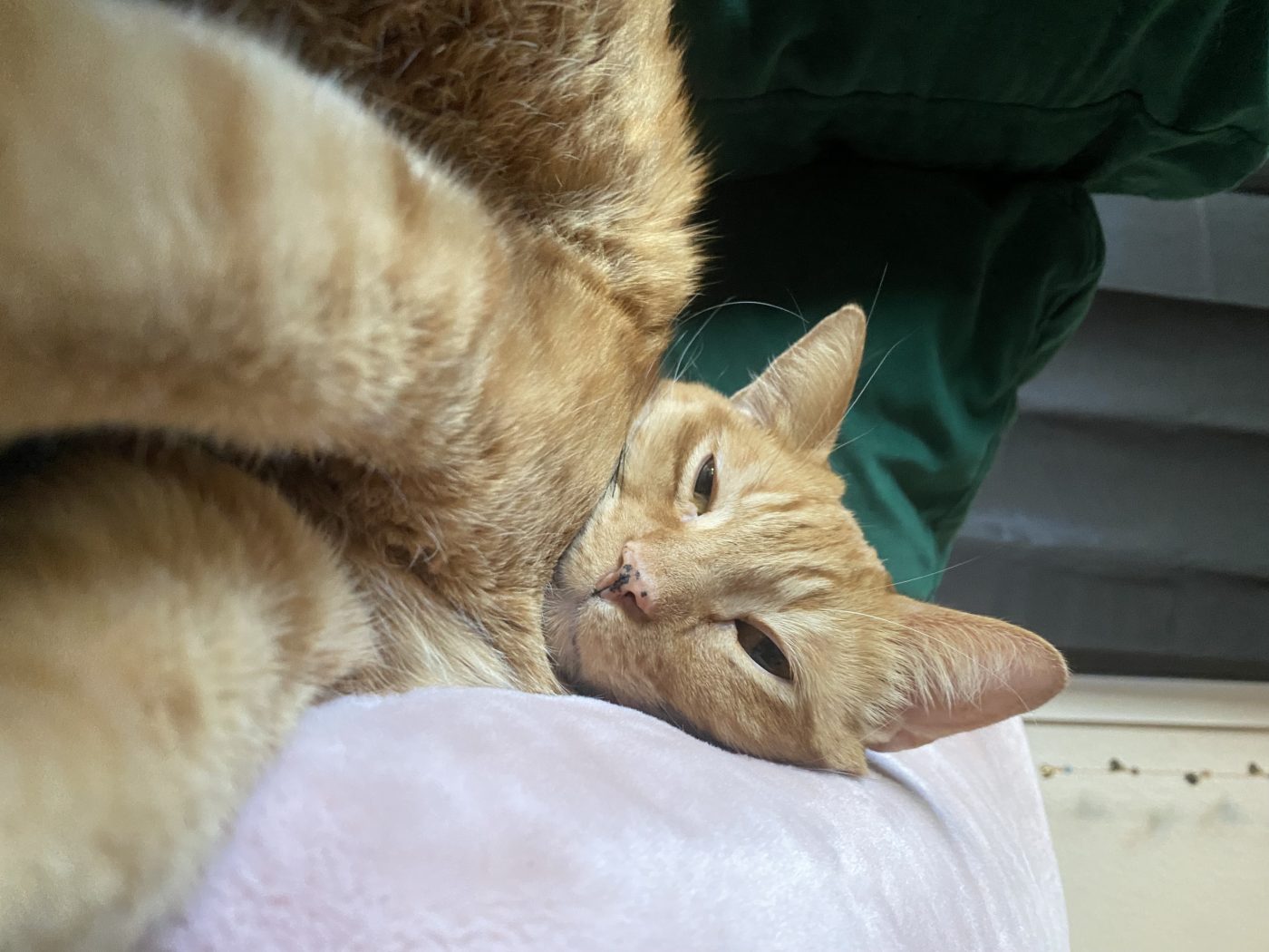 Relaxed ginger cat lying on a pillow